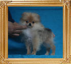 Canton_Tammy_Reynolds_P6-6_3mo_1wk_2718.jpg