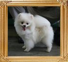 Canton_White_October_6yr_5mo_4lbs_0876_.jpg