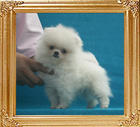 Canton_White_Style_1.32lbs_2mo_1wk_P6-6_7495.jpg