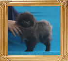 Yingyang_Bermuda_Nights_P6-4_3.74lbs_5mo_1wk_2031.jpg