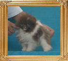 Yingyang_Shadey_Truffles_1.1lbs_2mo_3wk_P6-6_3740.jpg