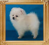 18021z_Canton_White_Emir.jpg