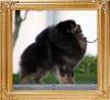 18541z_Candyfloss_Black_Magic.jpg