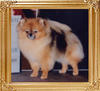18809z_Piddy_Pats_Sugar_Babe_Of_Lenette.jpg