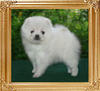 18905z_Canton_White_Serenade_F_1_mo_2_wks.jpg
