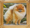 19069z_Am_Ch_Velocitys_Shake_Ur_Bon_Bon.jpg