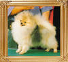 20121z_Eddy_of_Jung_Hui_Pomeranian.jpg