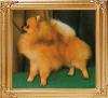 20334z_Rolls_of_Dumei_Kennel.jpg