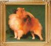 20383z_Thor_of_Lan_Tuo_Kennel.jpg