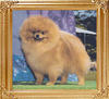 26128z_Alexander_Of_Lenette_Can_Ch.jpg