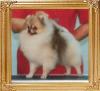 26191z_Paul_of_Fang_Chuan_Kennel.jpg