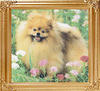 31047z_Avalons_Valentino_Starfire_Ch.jpg