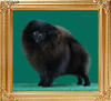 31117z_Canton_Dafne_15mo.jpg