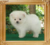 31121z_Canton_White_Lotus_M_2_mo.jpg