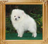 31164z_Canton_White_Classic_2mo_M.jpg
