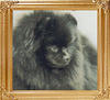 33871z_Daystar_Savanna_Black_Ch.jpg