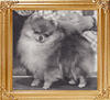 37956z_Penrus_Petite_Suite_of_Jbil_C.D._Ch.jpg