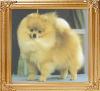 38912z_Rodis_Mr_Rocky_Road_Ch.jpg