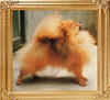 9851z_Super_Victory_of_Starmink_Wada_FCI.jpg