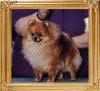 Aldens_Spring_Daisy_Dancer_32107.jpg