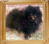 Annons_Ebony_Mark_II_5136.jpg