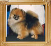 Artic_Poms_Raisin-A-Ruckus_Ch_32485.jpg