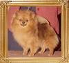 BevNors_Fudge_Delight_5113.jpg