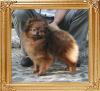 Brillant_Model_of_Royalgene_Kennel_3yr_1mo_7.26lbs_3611.jpg