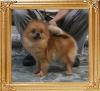 Brillant_Sparkle_of_Royalgene_Kennel_649lbs_2yr_2mo_2053.jpg