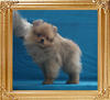 Canton_American_Affair_2.8lbs_at_2mo_3wk_6835.jpg