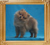 Canton_American_Beauty_2mo_3wk_P_6-6_1.65lbs_5124.jpg