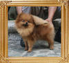 Canton_Andrea_Blossom_429lbs_1yr_6mo_2230.jpg