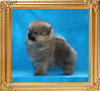 Canton_As_Good_As_It_Gets_2mos_1.3lb_framed.jpg