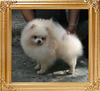 Canton_As_You_Desire_Me_1yr_8mon_4.8lbs_8885.jpg