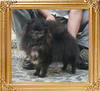 Canton_Babadee_1yr_8mo_6.27lbs_3671.jpg
