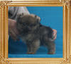 Canton_Baron_Benjamin_1.65lbs_2mo_2wk_P6-6_0056.jpg