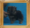 Canton_Baron_Marco_0.8lbs_2mo_P6-6_0143.jpg