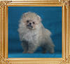 Canton_Beautiful_Mink_1.76lbs_2mo_3wk_P6-6_1058.jpg