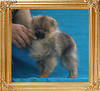 Canton_Believe_in_Your_Stars__2.2lbs_4mo_P6-6_7015.jpg
