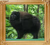 Canton_Black_Amazon_41262.jpg
