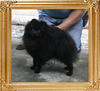Canton_Black_Emperor_10mo_4.6lbs_47515.jpg