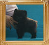 Canton_Black_Jewel_1.65lbs_3mo_P6-6__7575.jpg
