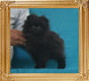 Canton_Black_Moor_2.2lbs_3mo_1wk_P6-6_3812.jpg