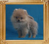Canton_Bling_Blake_3mo_1.32lbs_P6-6_4414.jpg