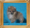Canton_Bobby_Dazzler_1.1lbs_2mo_3wk_P6-6_0364.jpg