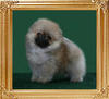 Canton_Bold_Ruler_M_1mo_3wks_12-21-10.jpg