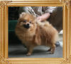 Canton_Boodie_Doodle_7mon_1wk_6lbs_P6-6_9534_.jpg