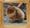 Canton_Brave_Warrior_4.8lbs_3633.jpg
