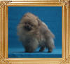 Canton_Bravia_Mistica_2mo_2wk_0.9lbs_2619.jpg