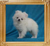 Canton_Brenda_Bella_1.1lbs_2mo_1wk_3850.jpg